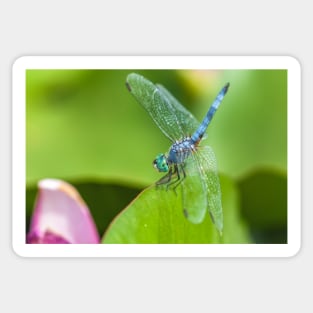 Blue Dasher Sticker